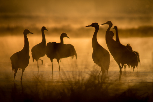 View of a group of cranes standing in a misty wetland during golden hour in Debrzno Pomeranian Voivodeship Poland.