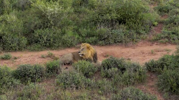 Aerial view of a male lion resting in the savanna South Africa.