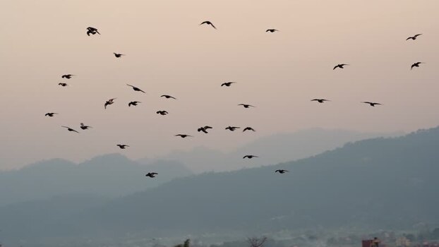 View of a flock of birds flying over hazy mountains in Nepal.