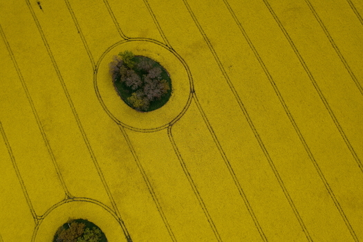 Aerial view of vibrant yellow oil seed rape fields with a small circular island of trees and geometric tractor tracks in Nairn Scotland United Kingdom. Aerial view of vibrant yellow oil seed rape fields with a small circular island of trees and geometric tractor tracks in Nairn Scotland United Kingdom.