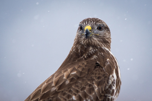 View of a common buzzard with brown feathers and a yellow beak perched during a light snowfall in Debrzno Pomeranian Voivodeship Poland.