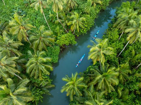 Aerial view of two kayaks paddling along the Maasin River surrounded by dense coconut palm trees and lush tropical vegetation Siargao Philippines. Aerial view of two kayaks paddling along the Maasin River surrounded by dense coconut palm trees and lush tropical vegetation Siargao Philippines.