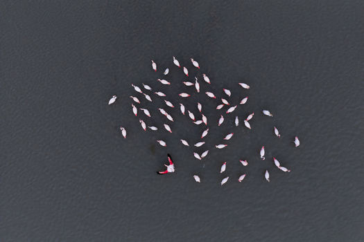 Aerial view of a ballet of flamingos in the water their pink feathers creating a vibrant contrast against the dark water surface San Pedro del Pinatar Region of Murcia Spain. Aerial view of a ballet of flamingos in the water their pink feathers creating a vibrant contrast against the dark water surface San Pedro del Pinatar Region of Murcia Spain.