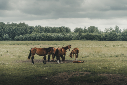 View of horses grazing in a grassy field with a forest background under a cloudy sky in Madise Harju County Estonia.