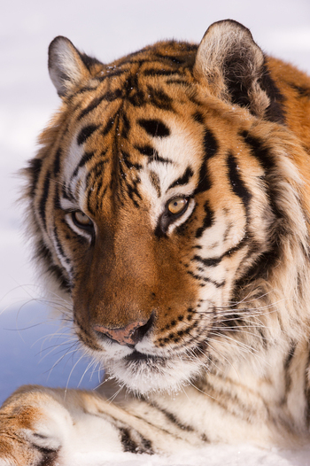 View of a Siberian tiger with thick orange and black striped fur resting in the snow in the USA.