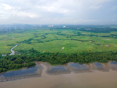 Aerial view of the lush green wetlands and mangrove forests along the creek in Thane Maharashtra India. Aerial view of the lush green wetlands and mangrove forests along the creek in Thane Maharashtra India.