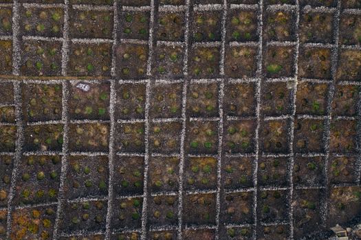Aerial view of traditional volcanic stone walls protecting green vineyards in a grid pattern in Biscoitos Azores Portugal. Aerial view of traditional volcanic stone walls protecting green vineyards in a grid pattern in Biscoitos Azores Portugal.