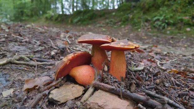 View of wild fungi on the forest floor in Looe United Kingdom. View of wild fungi on the forest floor in Looe United Kingdom.
