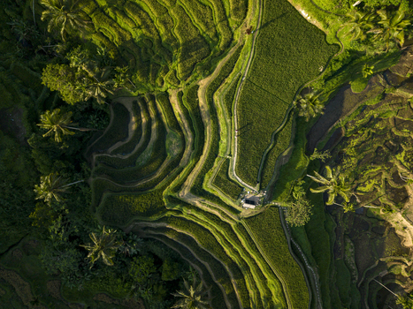 Aerial view of Tegallalang Rice Terrace with lush green tiered paddies palm trees and narrow walking paths under soft morning light in Kecamatan Tegallalang Bali Indonesia. Aerial view of Tegallalang Rice Terrace with lush green tiered paddies palm trees and narrow walking paths under soft morning light in Kecamatan Tegallalang Bali Indonesia.