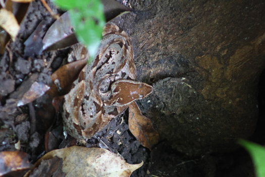 View of a camouflaged frog blending seamlessly with the earthy tones of leaves and bark in the lush undergrowth Quepos Puntarenas Province Costa Rica.