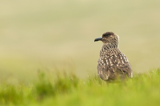 View of a Great Skua also known as a Bonxie standing in the green grass of the Shetland Scotland United Kingdom. View of a Great Skua also known as a Bonxie standing in the green grass of the Shetland Scotland United Kingdom.