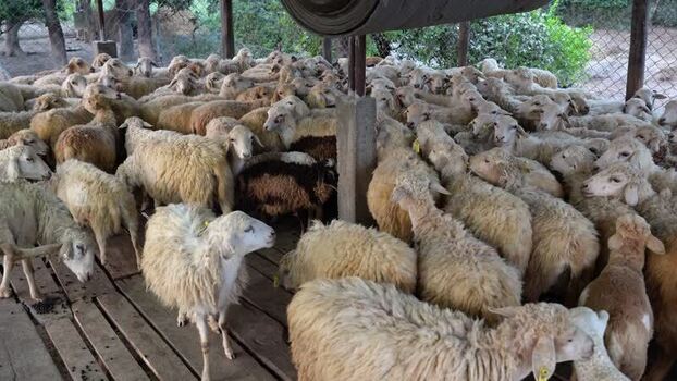 View of a large flock of sheep in a farm enclosure Nepal.