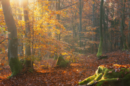 View of golden sunlight filtering through autumn beech trees with orange leaves on the forest floor in Wiezyca Pomeranian Voivodeship Poland. View of golden sunlight filtering through autumn beech trees with orange leaves on the forest floor in Wiezyca Pomeranian Voivodeship Poland.