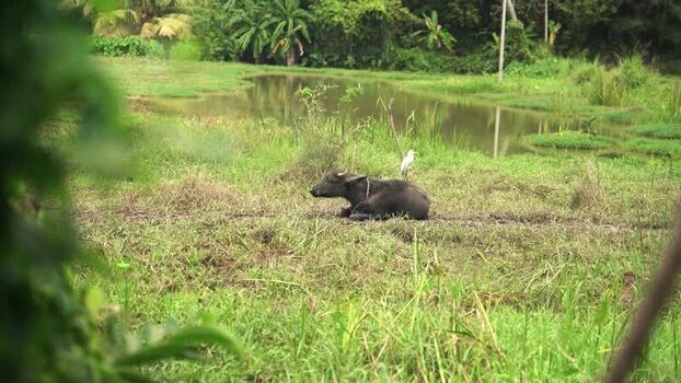 View of a water buffalo resting in a green field Sri Lanka. View of a water buffalo resting in a green field Sri Lanka.