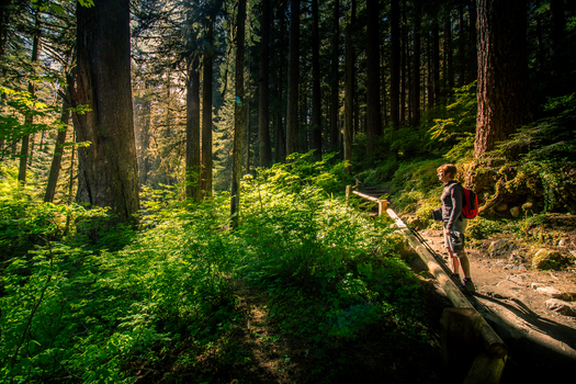 View of a hiker with a red backpack walking along a wooden trail in the lush sunlit forest of Olympic National Park in Port Angeles Washington United States.