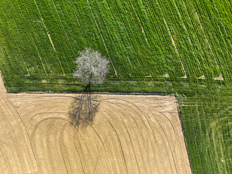 Aerial view of a lone flowering tree standing between a vibrant green field and a plowed brown field with curved tractor tracks Rivalta di Torino Piedmont Italy. Aerial view of a lone flowering tree standing between a vibrant green field and a plowed brown field with curved tractor tracks Rivalta di Torino Piedmont Italy.