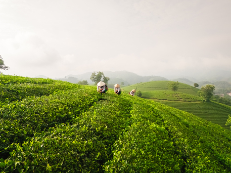 Aerial view of Long Coc Tea Hill with farmers wearing conical hats working among the lush green tea bushes on rolling hills in Long Coc Phu Tho Vietnam.