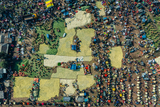 Aerial view of a bustling vegetable market with large quantities of cauliflower spread across the ground surrounded by many people and trucks in Bogura Rajshahi Division Bangladesh. Aerial view of a bustling vegetable market with large quantities of cauliflower spread across the ground surrounded by many people and trucks in Bogura Rajshahi Division Bangladesh.