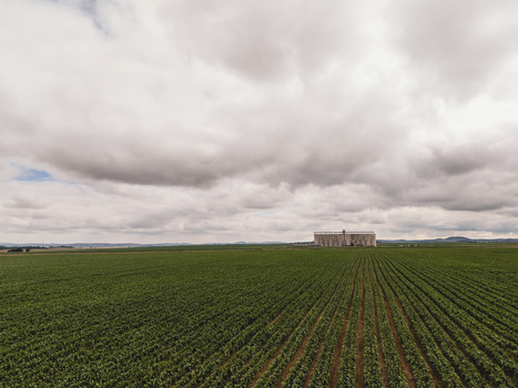 Aerial view of green agricultural fields with straight crop rows leading to a large grain silo under an overcast sky in Thabo Mofutsanyana District Municipality Free State South Africa. Aerial view of green agricultural fields with straight crop rows leading to a large grain silo under an overcast sky in Thabo Mofutsanyana District Municipality Free State South Africa.