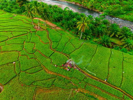 Aerial view of Taba Tembilang rice terraces with a small hut lush green vegetation palm trees and a winding river in Arga Makmur Bengkulu Indonesia. Aerial view of Taba Tembilang rice terraces with a small hut lush green vegetation palm trees and a winding river in Arga Makmur Bengkulu Indonesia.