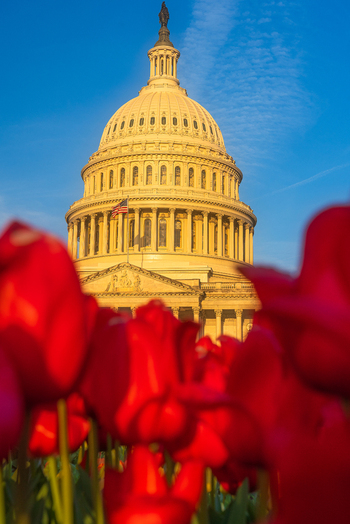View of the United States Capitol dome framed by vibrant red tulips in the foreground under a clear blue sky during golden hour in Washington District of Columbia United States. View of the United States Capitol dome framed by vibrant red tulips in the foreground under a clear blue sky during golden hour in Washington District of Columbia United States.