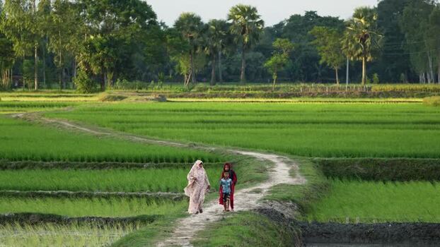 View of people walking through green rice fields in Bangladesh.