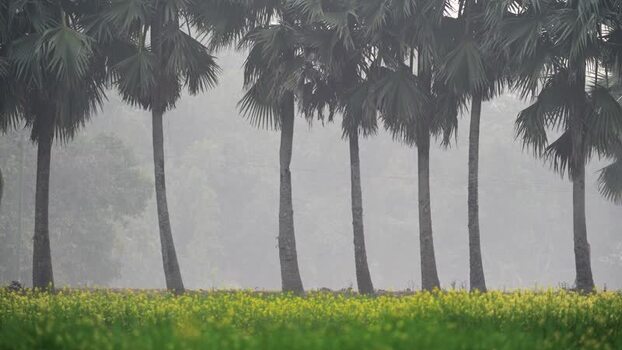 View of palm trees and mustard field in the mist Bangladesh. View of palm trees and mustard field in the mist Bangladesh.