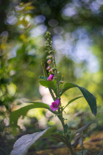 View of a purple foxglove flower blooming in the lush woodland of Golitha Falls National Nature Reserve in Liskeard England United Kingdom. View of a purple foxglove flower blooming in the lush woodland of Golitha Falls National Nature Reserve in Liskeard England United Kingdom.