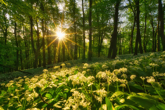 View of Havrania skala in Male Karpaty mountains with sunbeams shining through tall trees and blooming wild garlic flowers on the forest floor Smolenice Trnava Region Slovakia. View of Havrania skala in Male Karpaty mountains with sunbeams shining through tall trees and blooming wild garlic flowers on the forest floor Smolenice Trnava Region Slovakia.