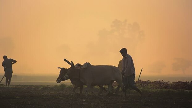 View of a farmer plowing a field with oxen in Bogura Bangladesh.