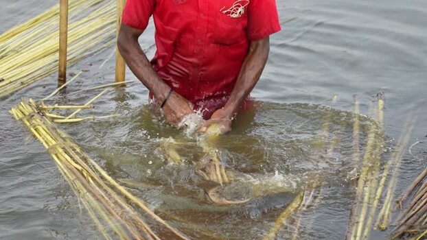 View of a man processing jute fibers in water Bangladesh.