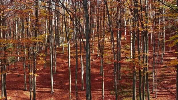 Aerial view of autumn forest in Romania. Aerial view of autumn forest in Romania.