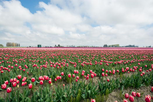 View of vibrant pink and white tulips in full bloom across a vast field under a bright blue sky with fluffy clouds in La Conner Washington United States.