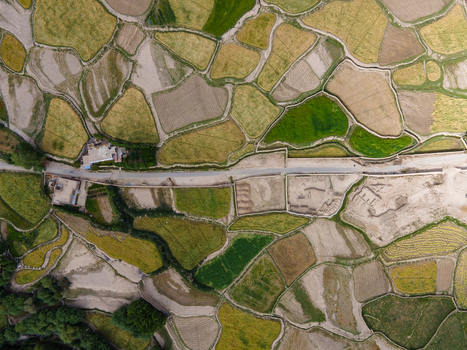 Aerial view of agricultural fields with a patchwork of green and golden crops a road and small buildings in Ladakh Division Ladakh India. Aerial view of agricultural fields with a patchwork of green and golden crops a road and small buildings in Ladakh Division Ladakh India.
