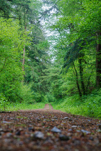 View of a dirt path winding through the lush green forest of Deer Park surrounded by dense foliage and tall trees in Looe Cornwall United Kingdom. View of a dirt path winding through the lush green forest of Deer Park surrounded by dense foliage and tall trees in Looe Cornwall United Kingdom.