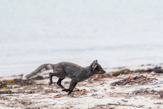 Svalbard and Jan Mayen 21 July 2025 View of an Arctic fox in its dark summer coat running across a sandy beach with seaweed under a bright overcast sky. Svalbard and Jan Mayen 21 July 2025 View of an Arctic fox in its dark summer coat running across a sandy beach with seaweed under a bright overcast sky.