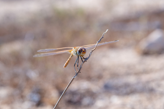 View of a dragonfly perched on a thin dry twig in a natural setting in Cairo Cairo Governorate Egypt. View of a dragonfly perched on a thin dry twig in a natural setting in Cairo Cairo Governorate Egypt.