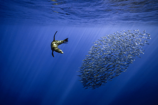 View of a sea lion swimming towards a large bait ball of fish in the deep blue water of Magdalena Bay Mexico.