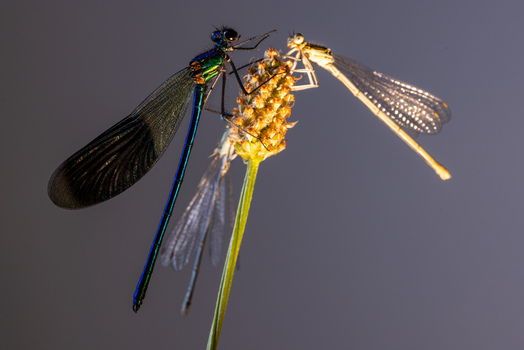View of two damselflies one iridescent blue and one pale yellow perched on a dry flower head in Wittenheim Grand Est France.