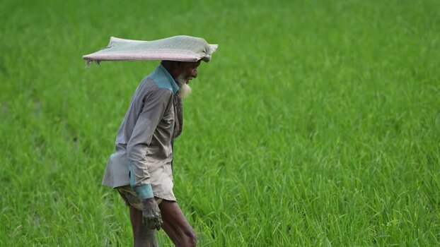 View of a farmer walking through a green rice field Bangladesh. View of a farmer walking through a green rice field Bangladesh.