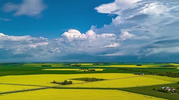 Aerial view of yellow rapeseed fields in rural Latvia. Aerial view of yellow rapeseed fields in rural Latvia.
