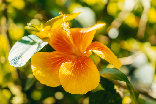 View of a vibrant yellow and orange hibiscus flower in bloom with lush green foliage under soft natural sunlight in Rarotonga Cook Islands. View of a vibrant yellow and orange hibiscus flower in bloom with lush green foliage under soft natural sunlight in Rarotonga Cook Islands.
