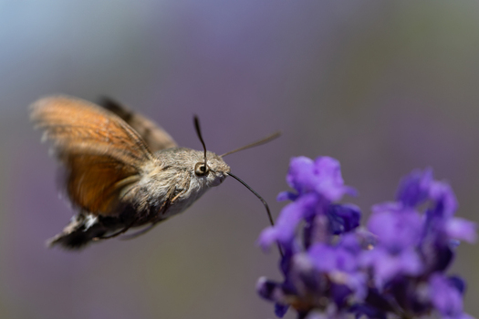 View of a hummingbird hawk moth hovering and feeding on purple lavender flowers with a blurred background in Wittenheim Grand Est France.