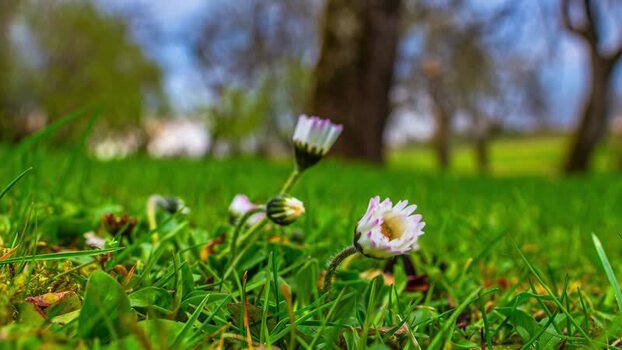 View of blooming daisies in a green field in Latvia.
