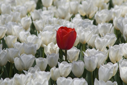 View of a single vibrant red tulip standing out amidst a field of white tulips at Alaaddin Hill Park Selcuklu Konya Turkiye.