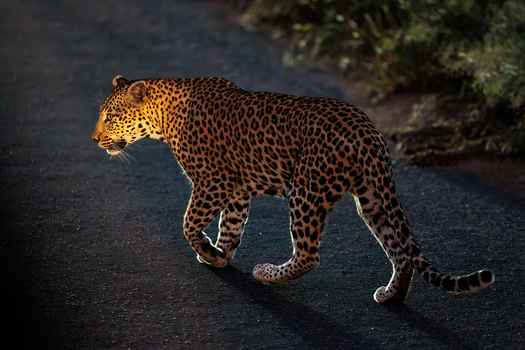 View of a leopard walking across a dark road at night with its spotted coat illuminated in Kruger National Park Skukuza Mpumalanga South Africa. View of a leopard walking across a dark road at night with its spotted coat illuminated in Kruger National Park Skukuza Mpumalanga South Africa.