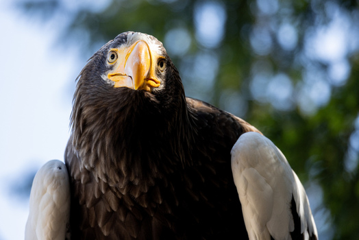 View of a Steller s Sea Eagle with its distinctive large yellow beak and dark plumage against a blurred green background in Selestat Grand Est France.