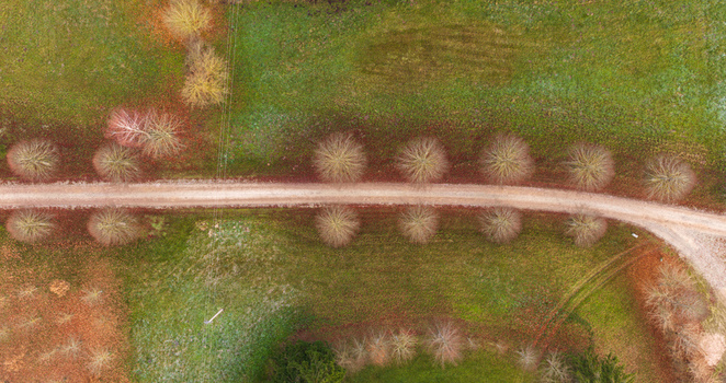 Aerial view of a dirt road lined with leafless trees crossing through green and brown autumn fields Lithuania. Aerial view of a dirt road lined with leafless trees crossing through green and brown autumn fields Lithuania.