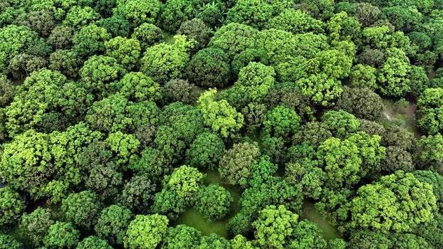 Aerial view of a dense mango orchard canopy Bangladesh.