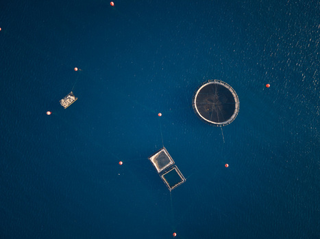 Aerial view of circular and rectangular fish farm cages floating in the deep blue waters of the Ionian Sea with orange buoys Porto Palermo Qarku i Vlores Albania. Aerial view of circular and rectangular fish farm cages floating in the deep blue waters of the Ionian Sea with orange buoys Porto Palermo Qarku i Vlores Albania.